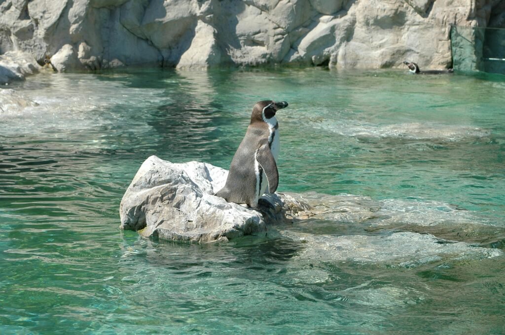 Пингвин в зоологическата градина Шьонбрун, Виена, Австрия